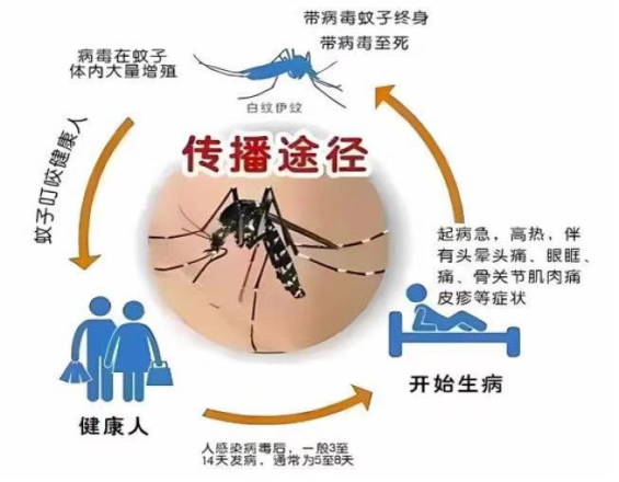 登革病毒——首选方法核酸检测